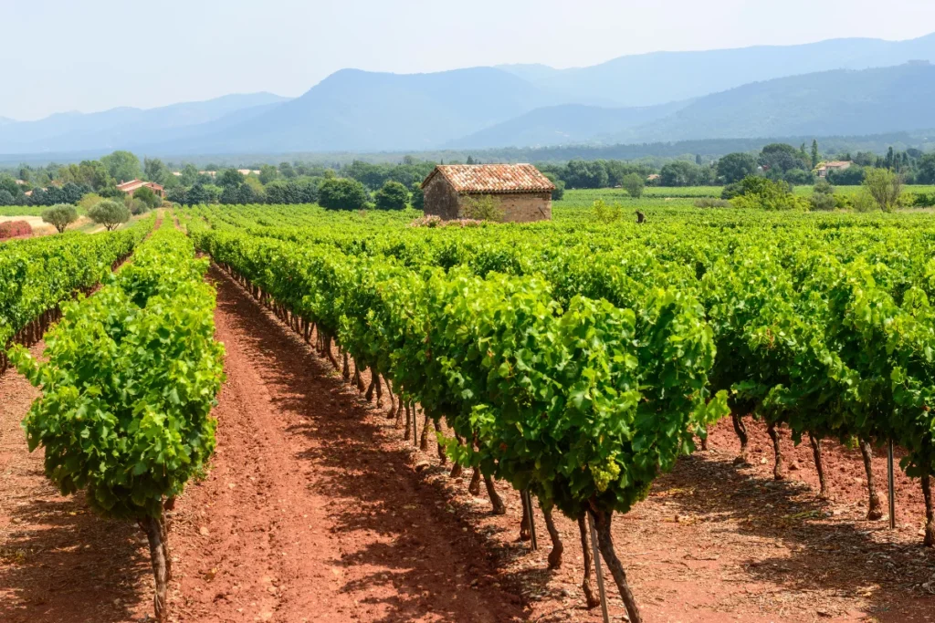 Why trust a local expert for your Provence Tour instead of ChatGPT?