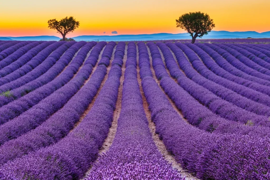Tourism in Provence: The 10 Must-See places for your first visit