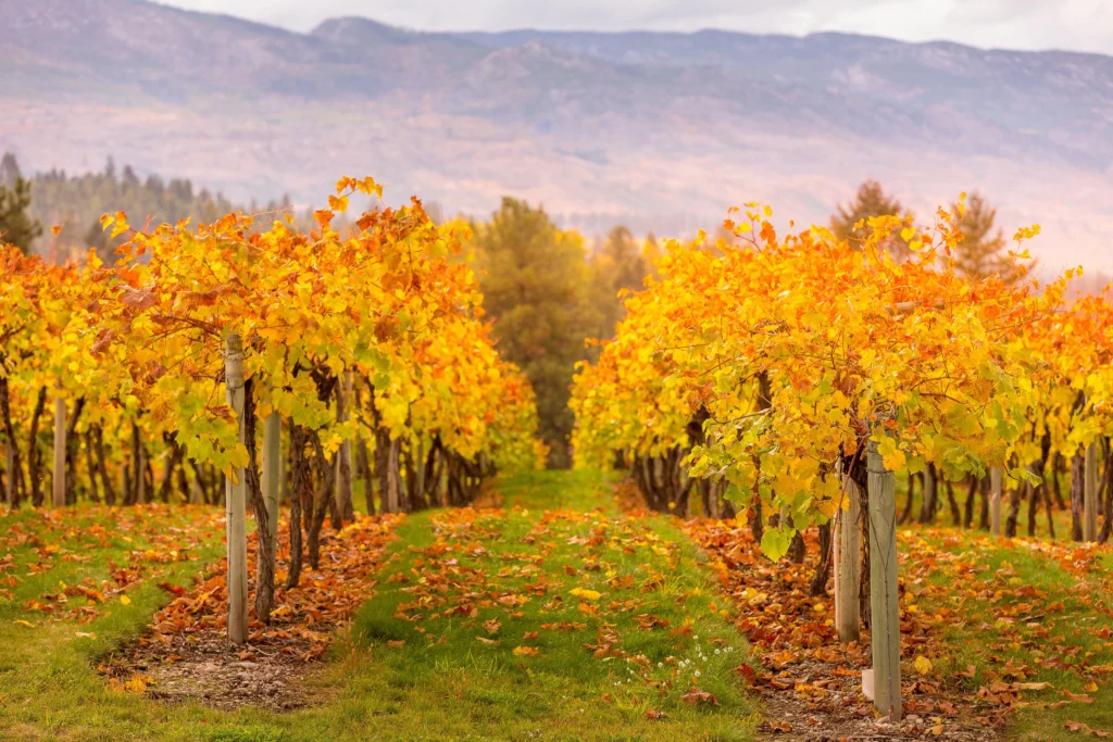 When is the best time to take a Wine Tour in Provence? (Weather, Harvest season & Best time to visit)