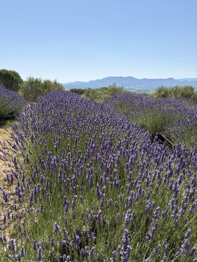 Lavender Tour