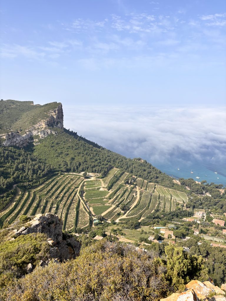 Wine tour in Bandol & Cassis