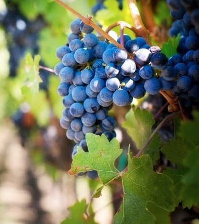 7 Days in Provence